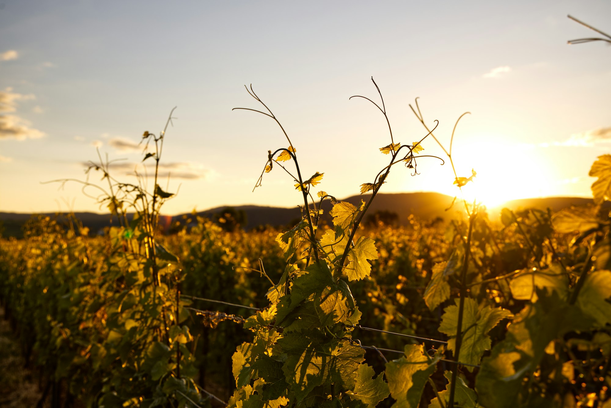 Vineyard rows at sunset in the Shenandoah Valley, Amador County